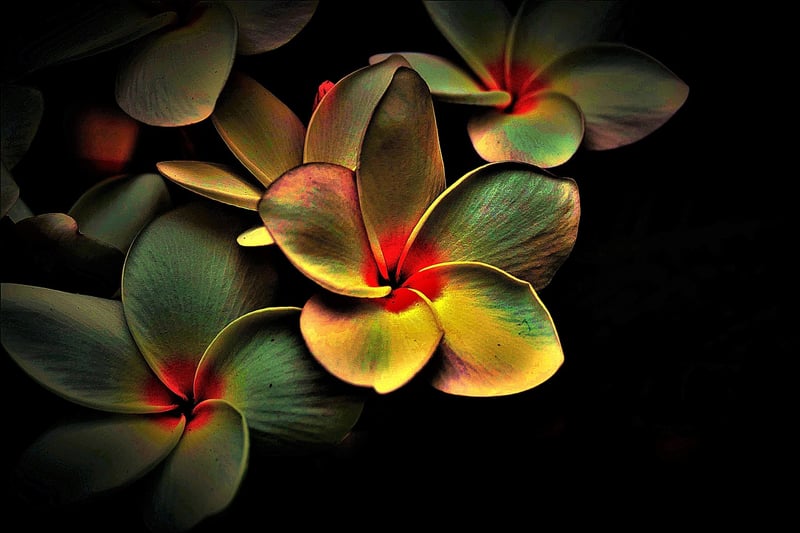 Magical Decorations